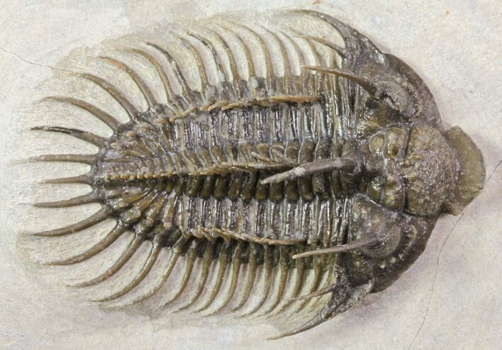 Spiny Comura Trilobite - Large Specimen #65823